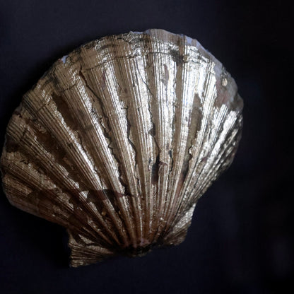 Oyster in a frame №4