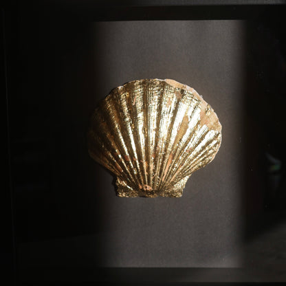 Oyster in a frame №4
