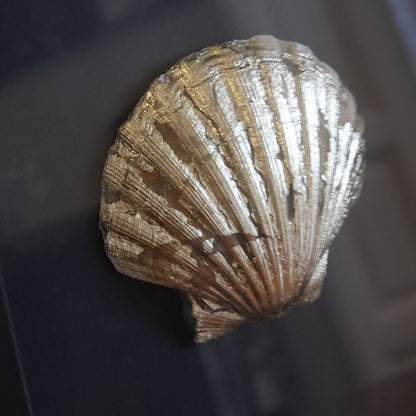 Oyster in a frame №4