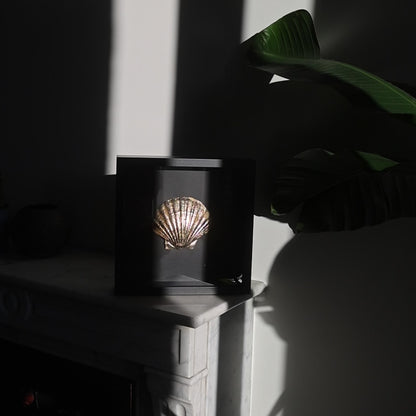 Oyster in a frame №4
